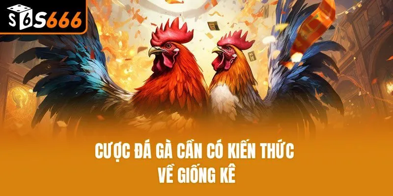 Tổng Hợp Các Hình Thức Đá Gà Online Siêu Hot Tại S666 Cược đá gà cần có kiến thức về giống kê